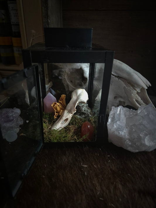 Duck Skull Lantern