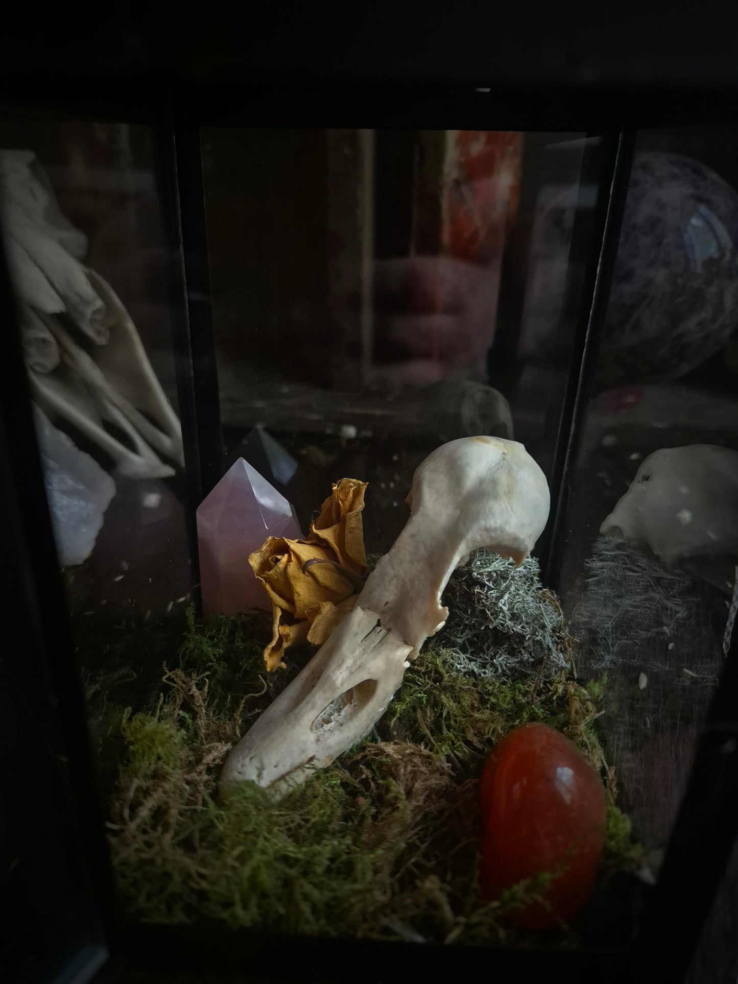 Duck Skull Lantern