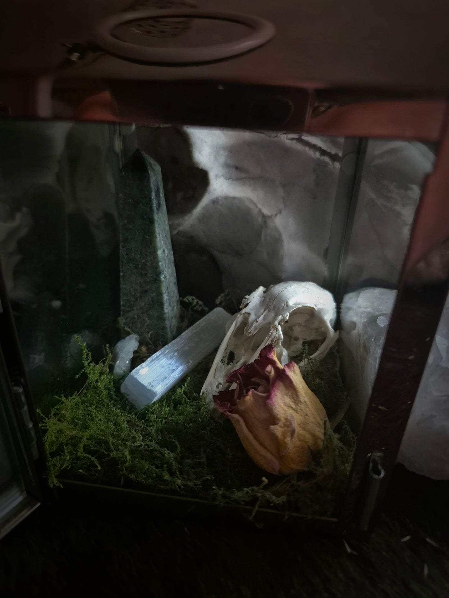 Rabbit Skull Lantern