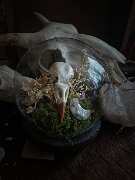 Corvid Skull Dome