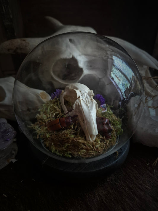 Rabbit Skull Dome