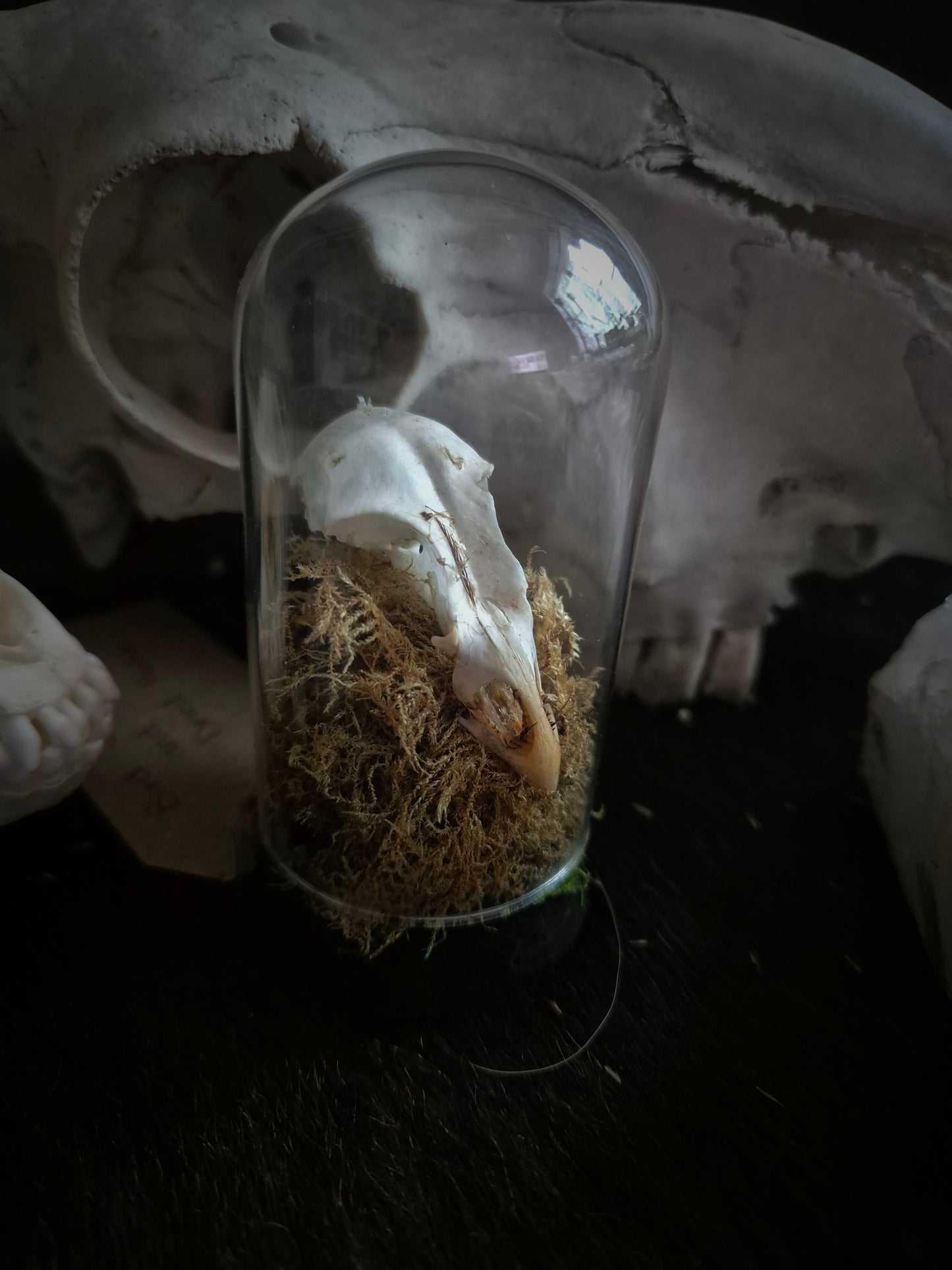 Bird Skull Dome