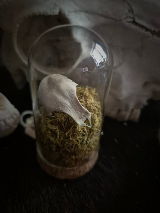 Pheasant Skull Dome