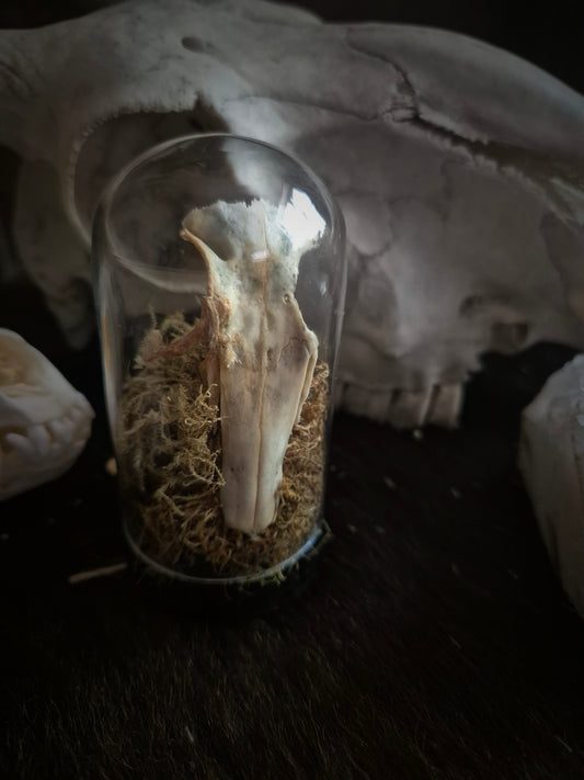 Partial Rabbit Skull Dome