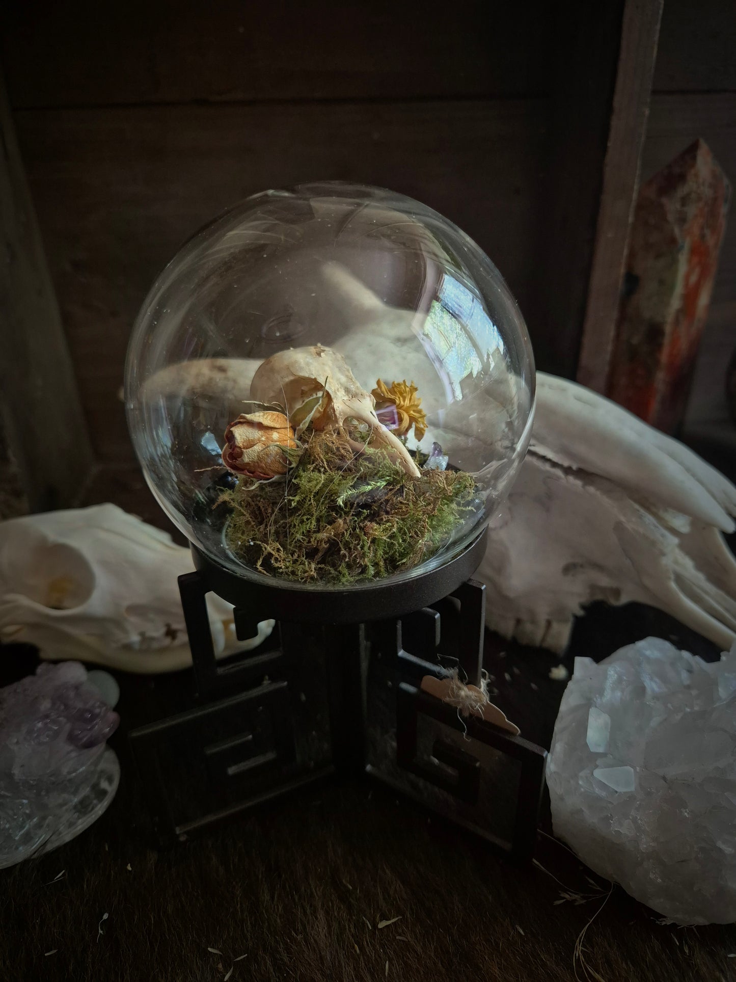 Corvid Skull Dome on Stand