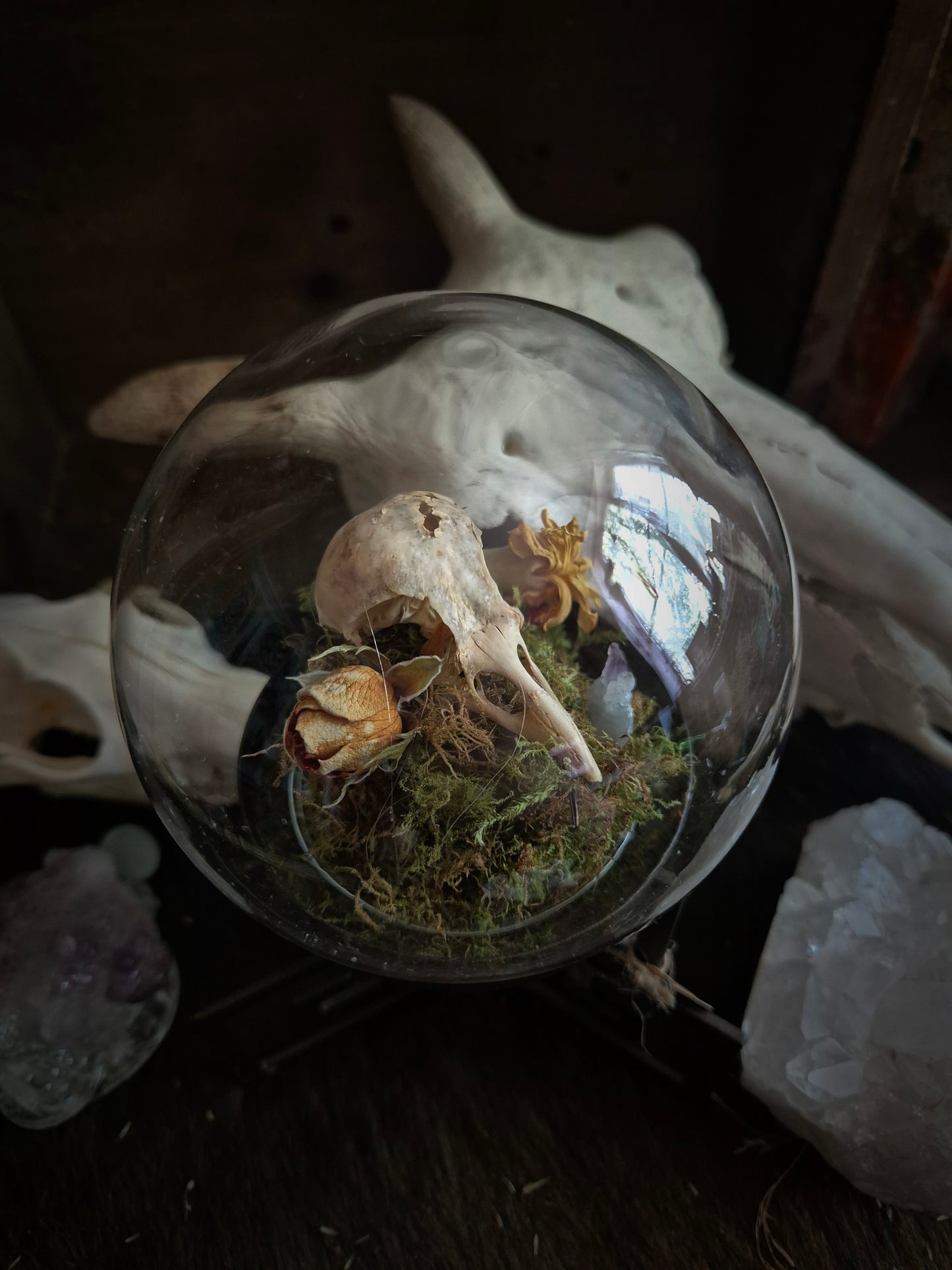 Corvid Skull Dome on Stand