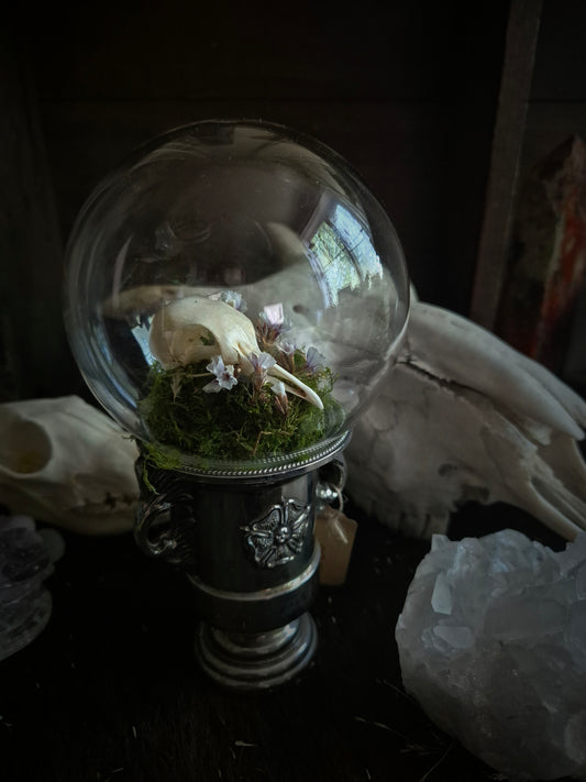 Pigeon Skull Dome on Stand