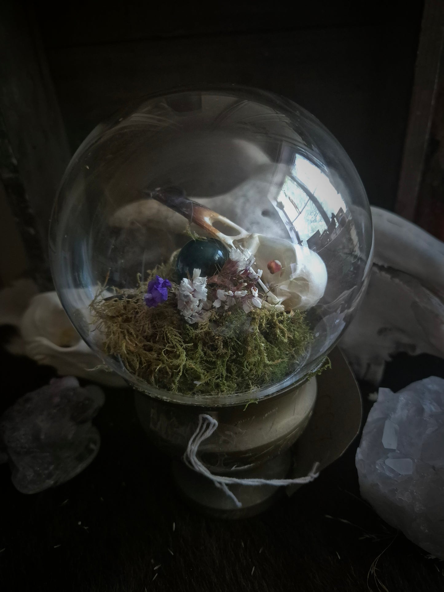 Crow Skull Dome on Stand