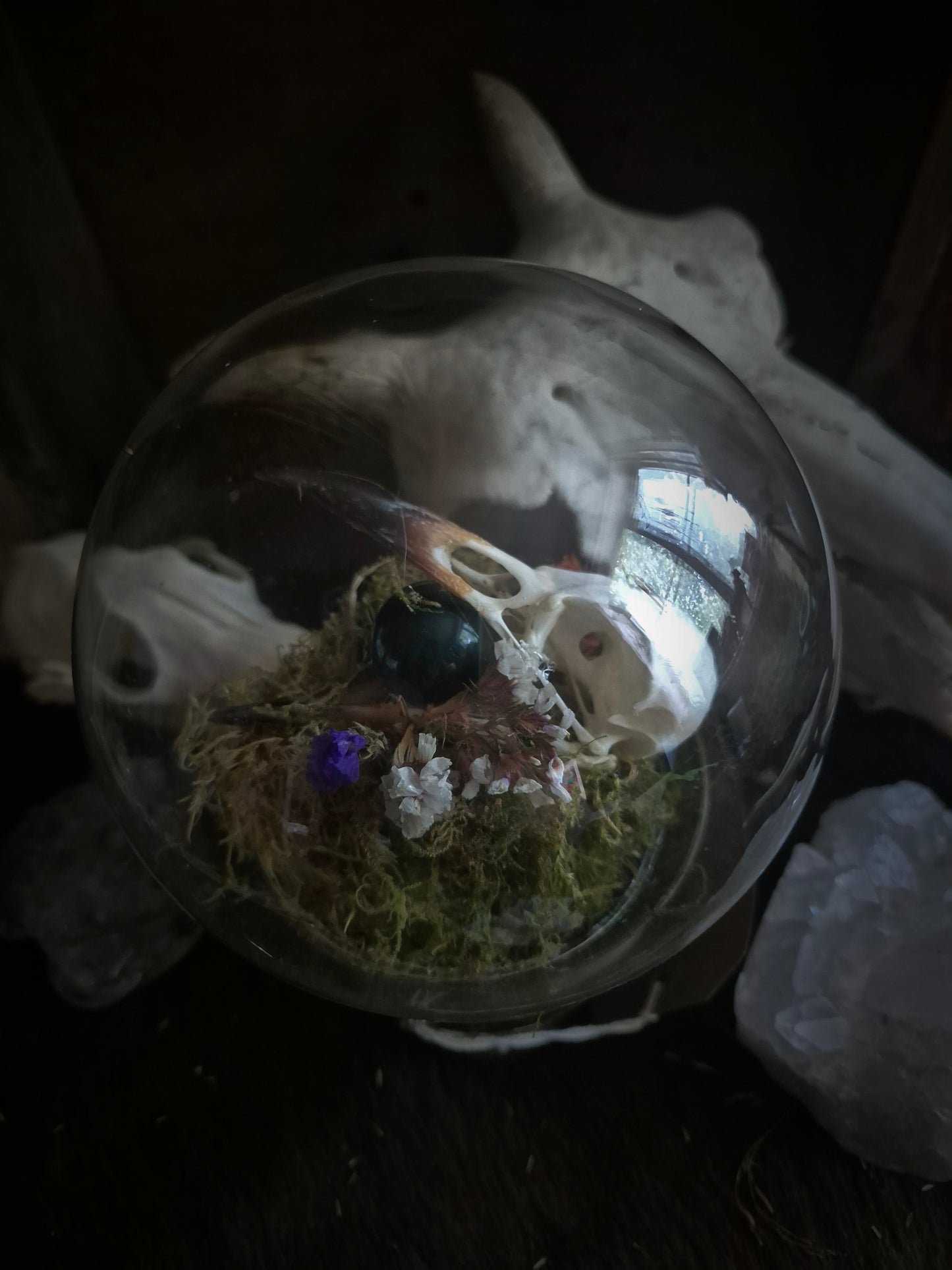 Crow Skull Dome on Stand