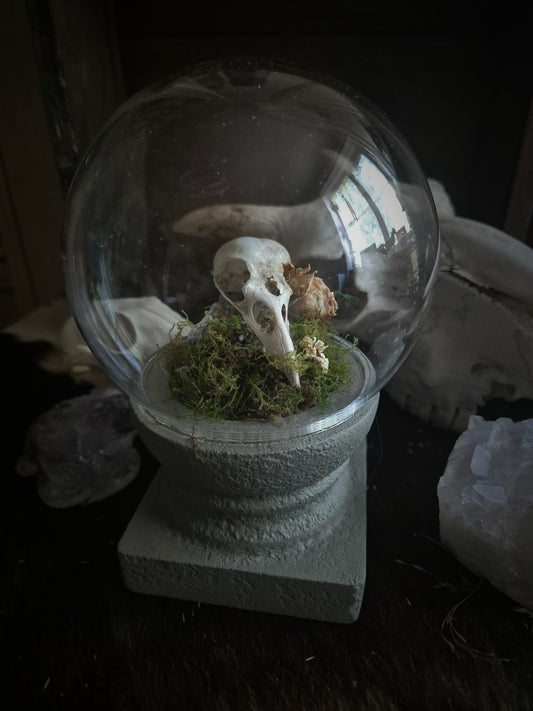 Corvid Skull in Dome on Stand