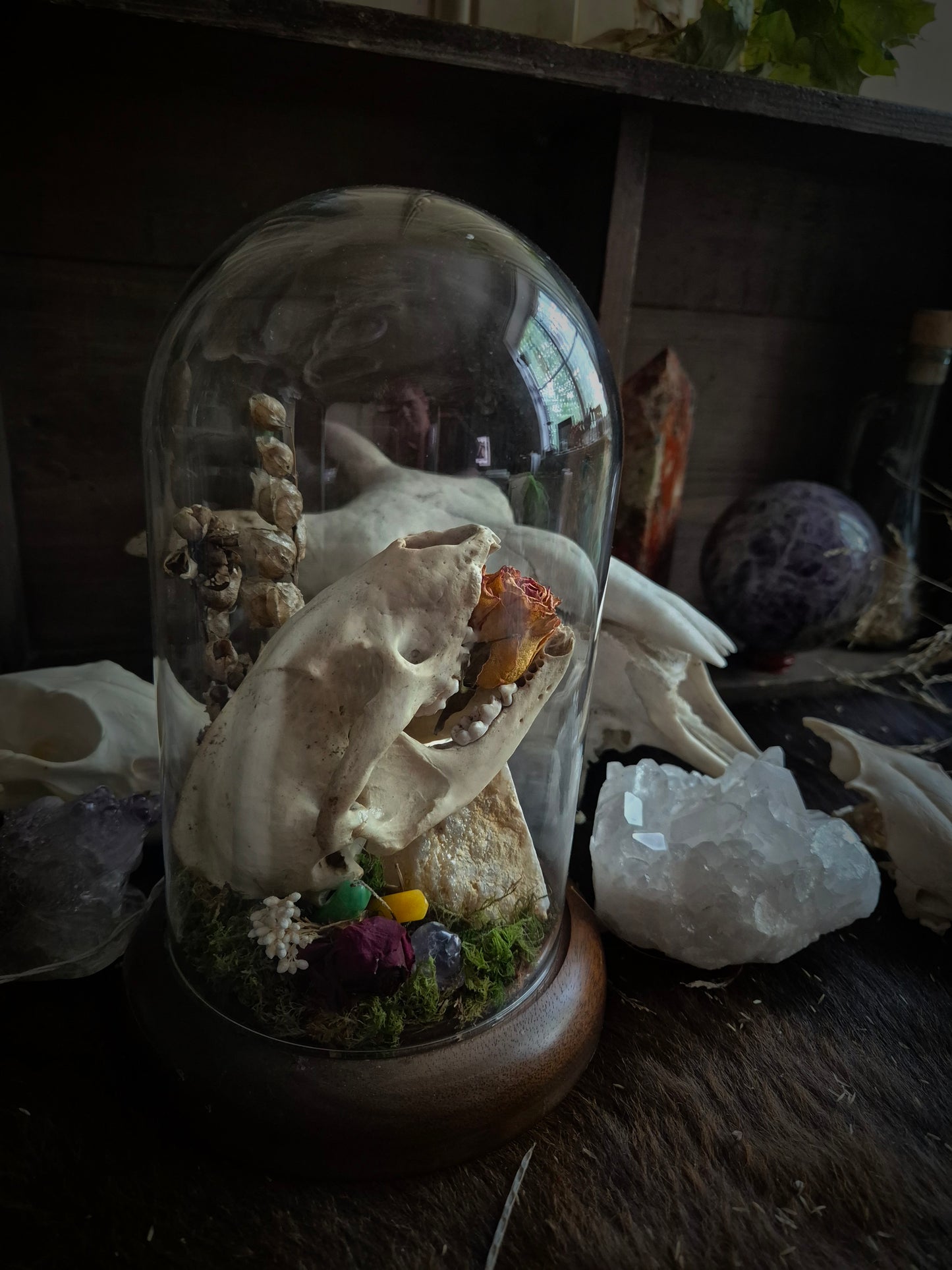 Badger Skull in Vintage Dome