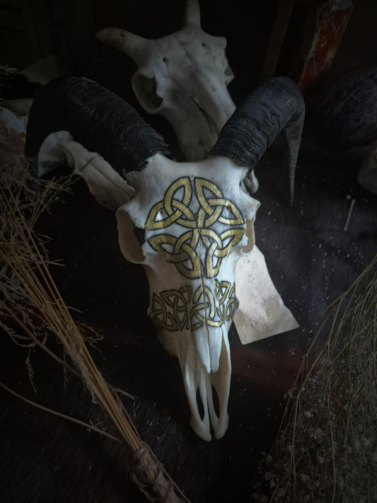 Celtic Horned Sheep Skull