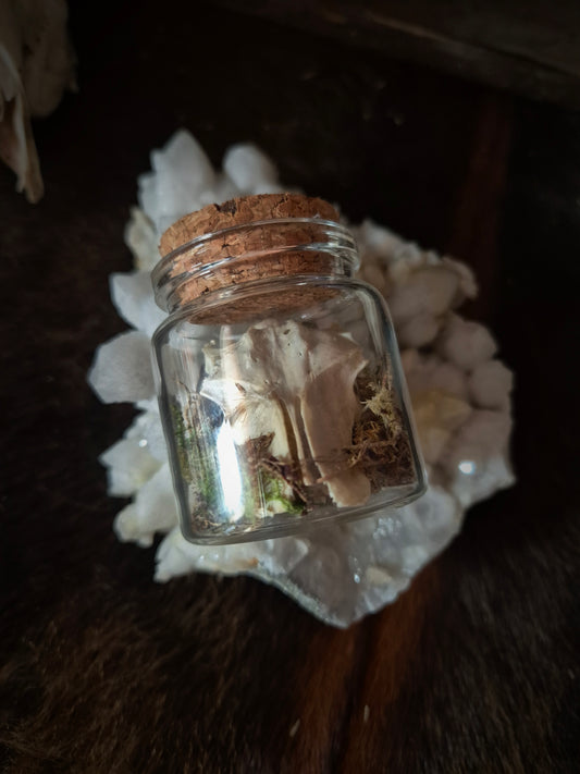 Bird Bone in Jar