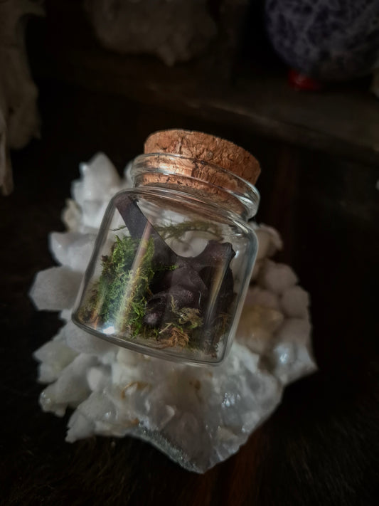 Bramble Dyed Vertebrae in Jar