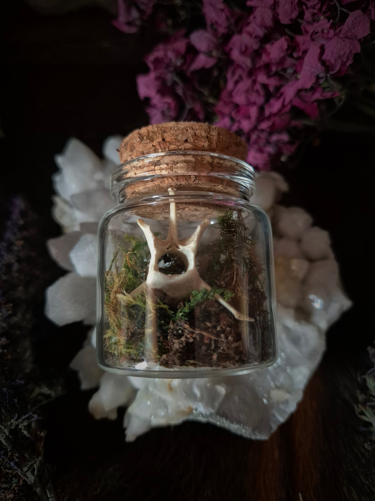 Vertebrae in Jar