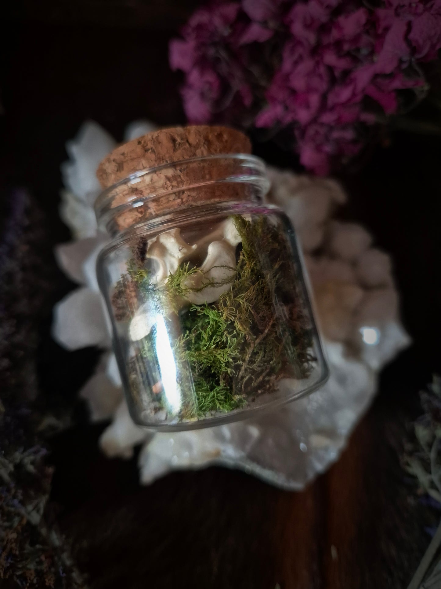 Vertebrae in Jar