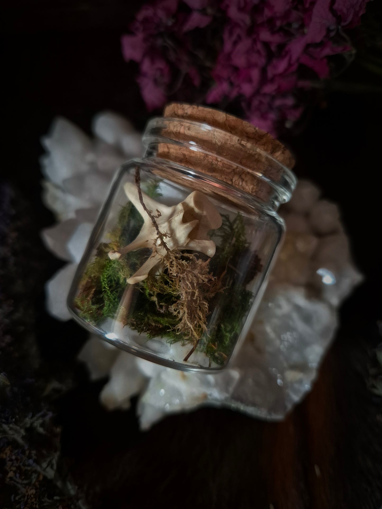 Vertebrae in Jar