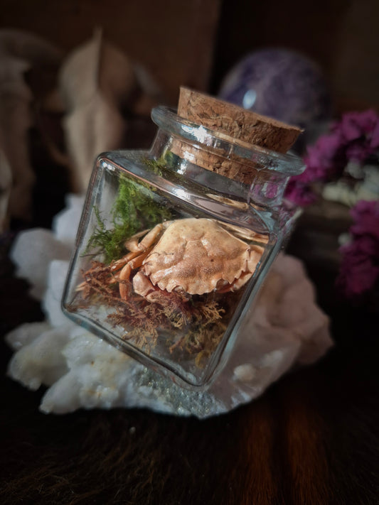 Square Crab Curio Jar