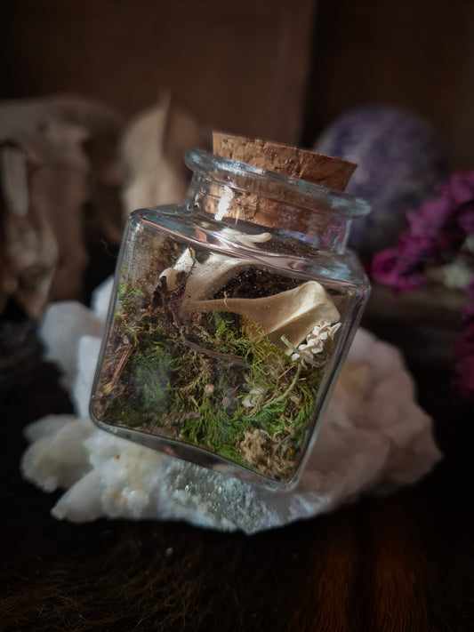 Square Curio Jar