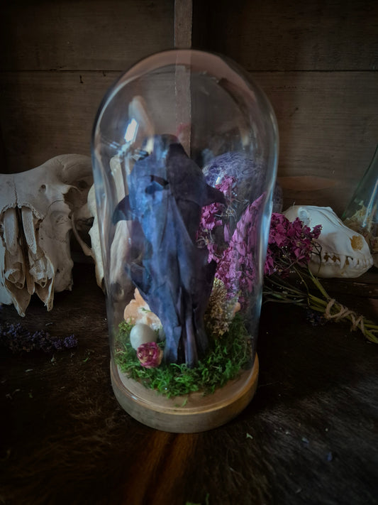 Bramble Dyed Fox Skull in Dome