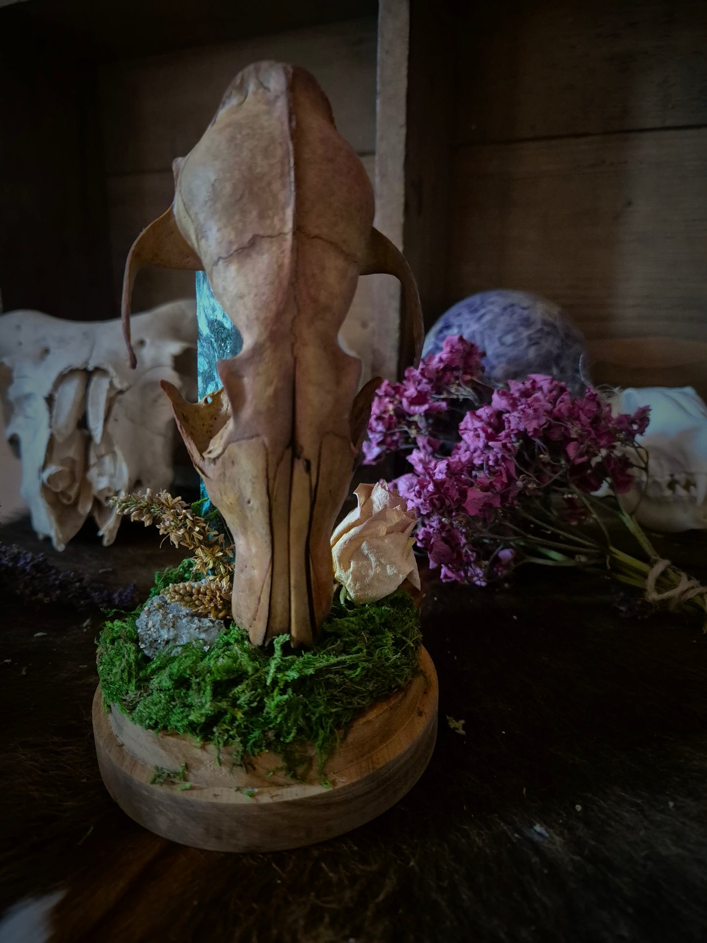 Beetroot Dyed Fox Skull in Dome