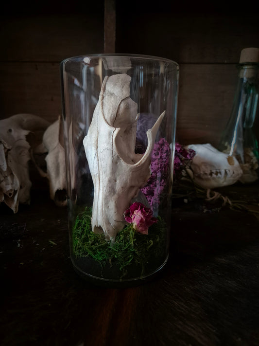 Fox Skull in Jar