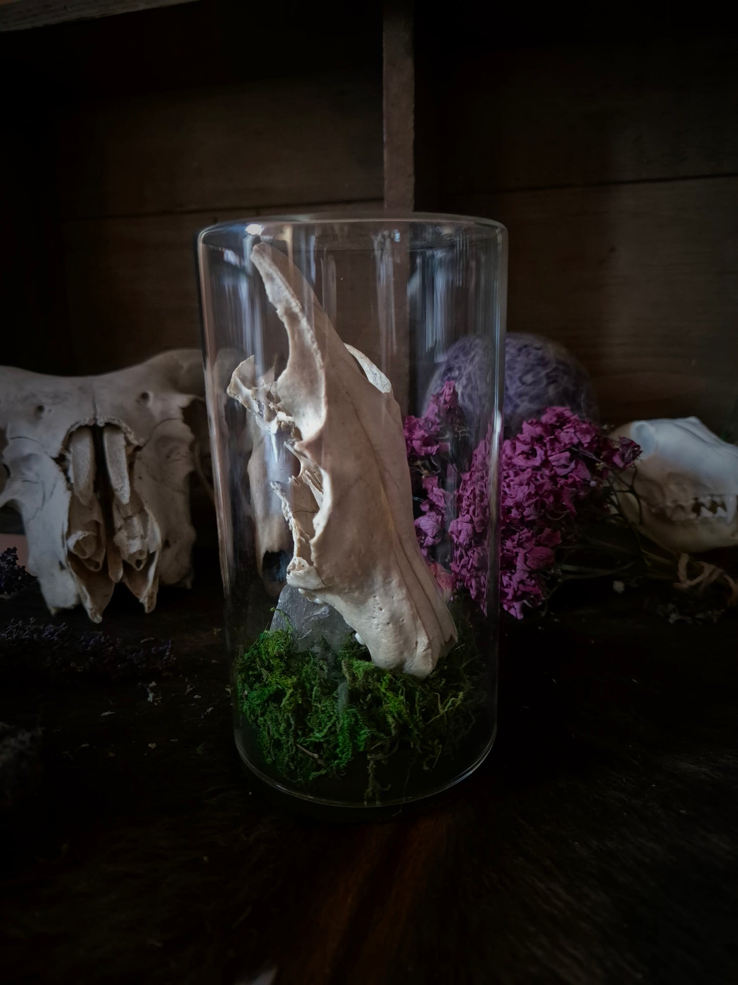 Fox Skull in Jar