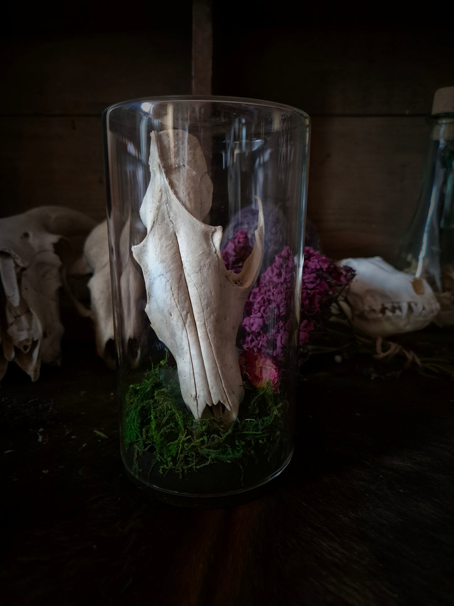 Fox Skull in Jar