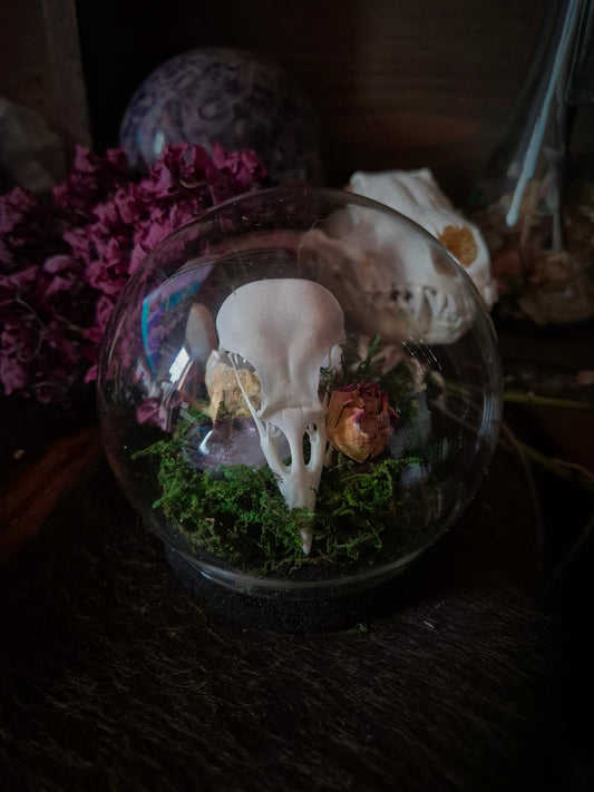 Corvid Skull in Bubble Dome