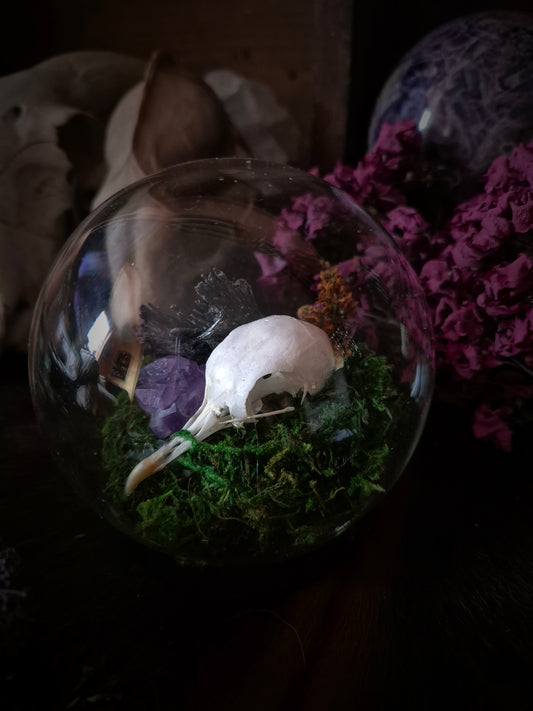 Pigeon Skull Bubble Dome