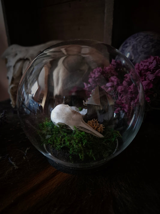 Pigeon Skull in Bubble Dome