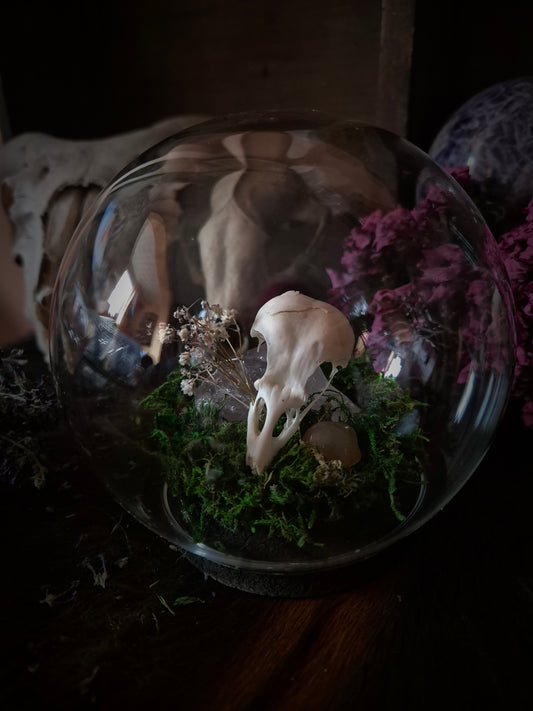 Corvid Skull Bubble Dome