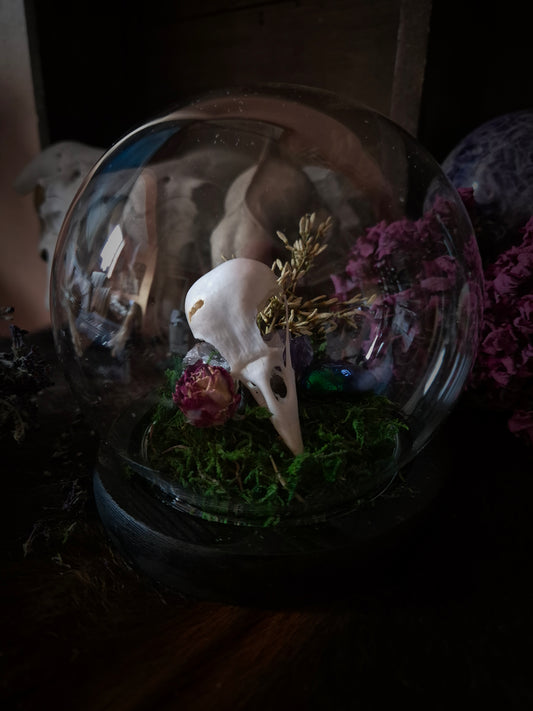 Corvid Skull Bubble Dome