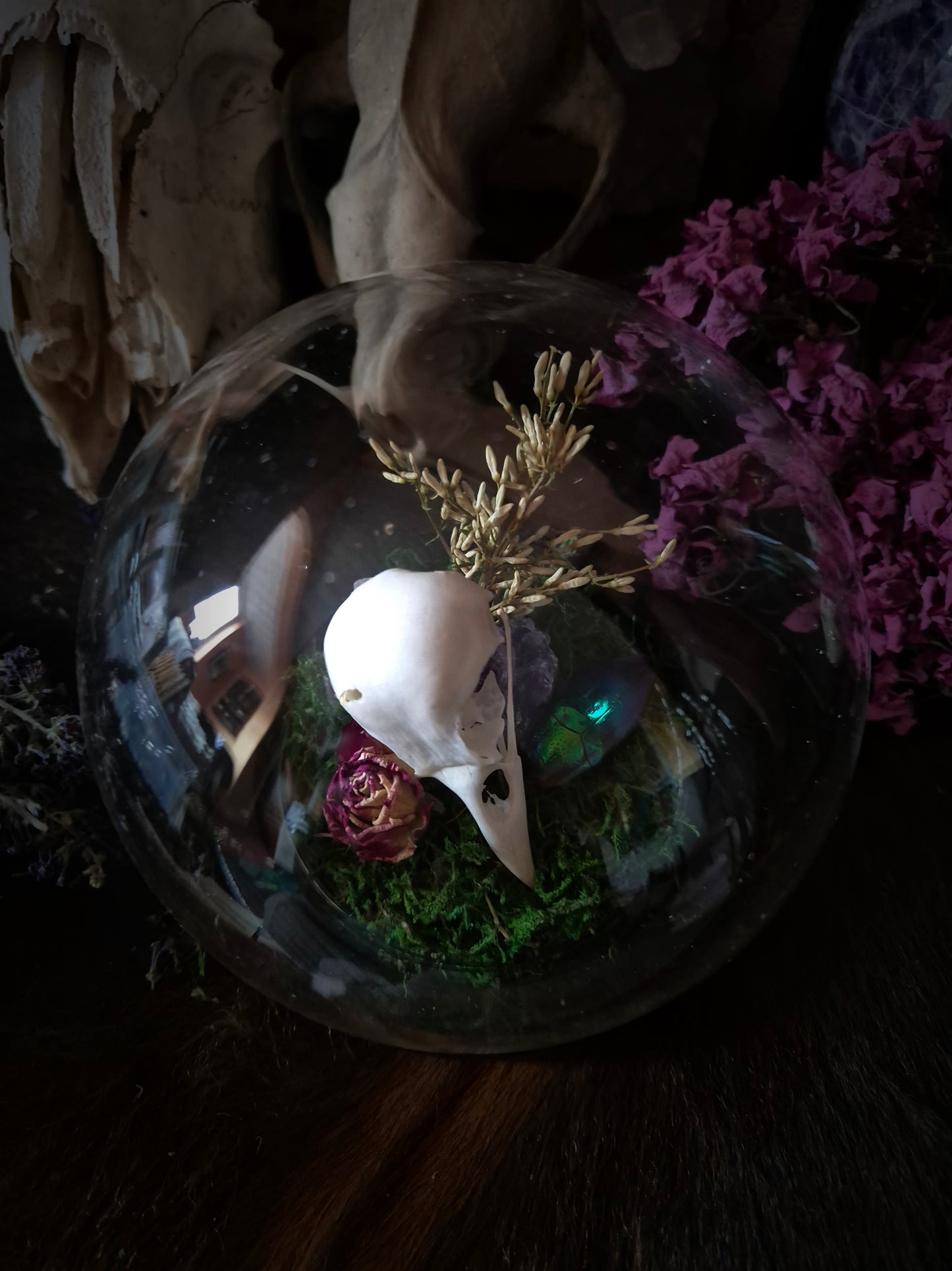 Corvid Skull Bubble Dome