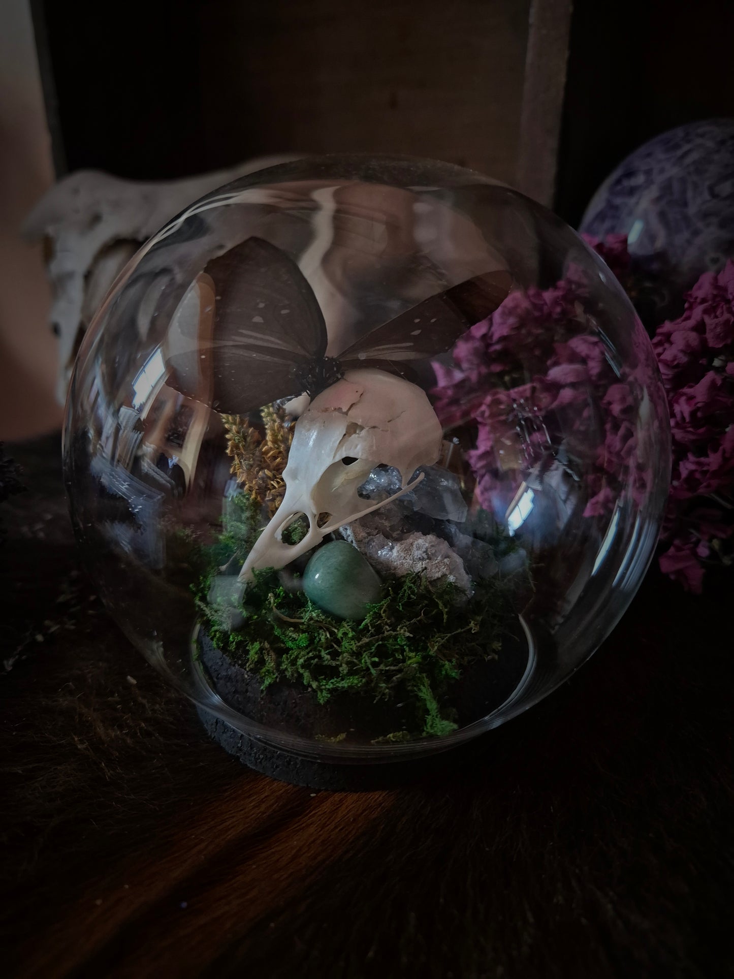 Corvid Skull and Butterfly Bubble Dome