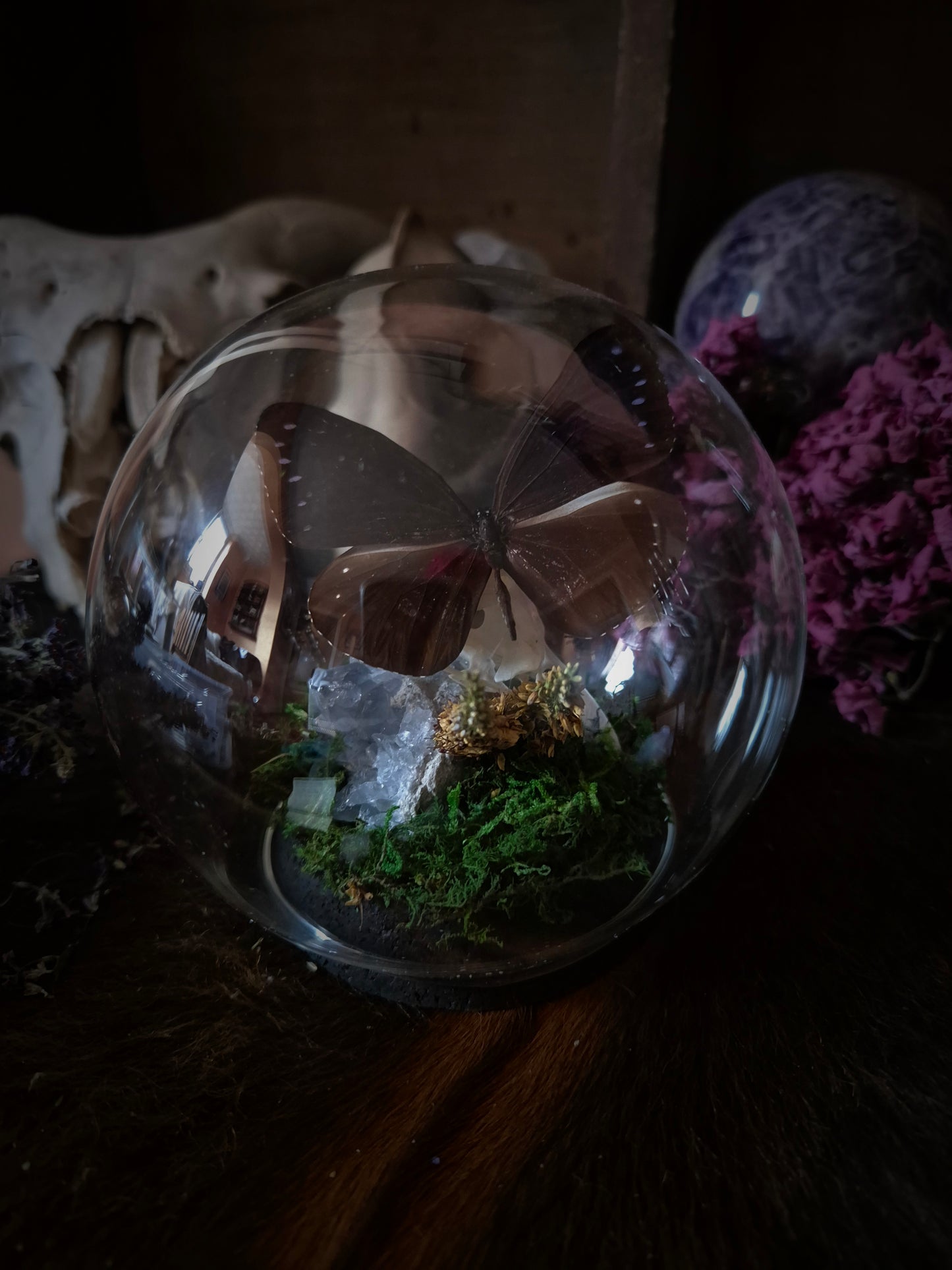 Corvid Skull and Butterfly Bubble Dome