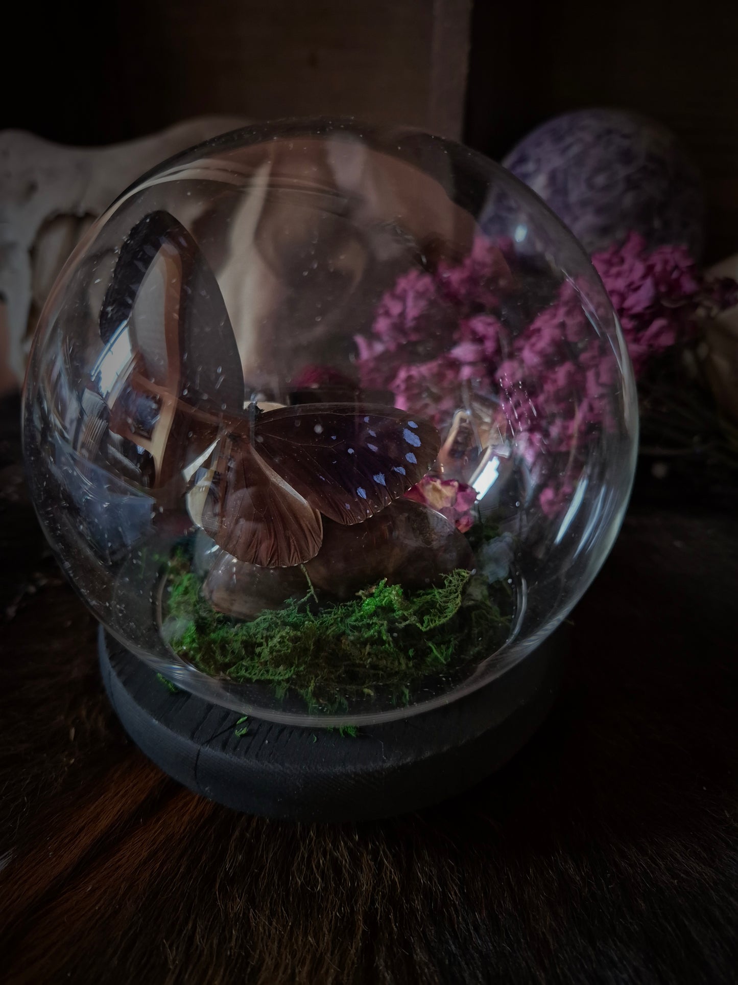 Grouse Skull and Butterfly Bubble Dome