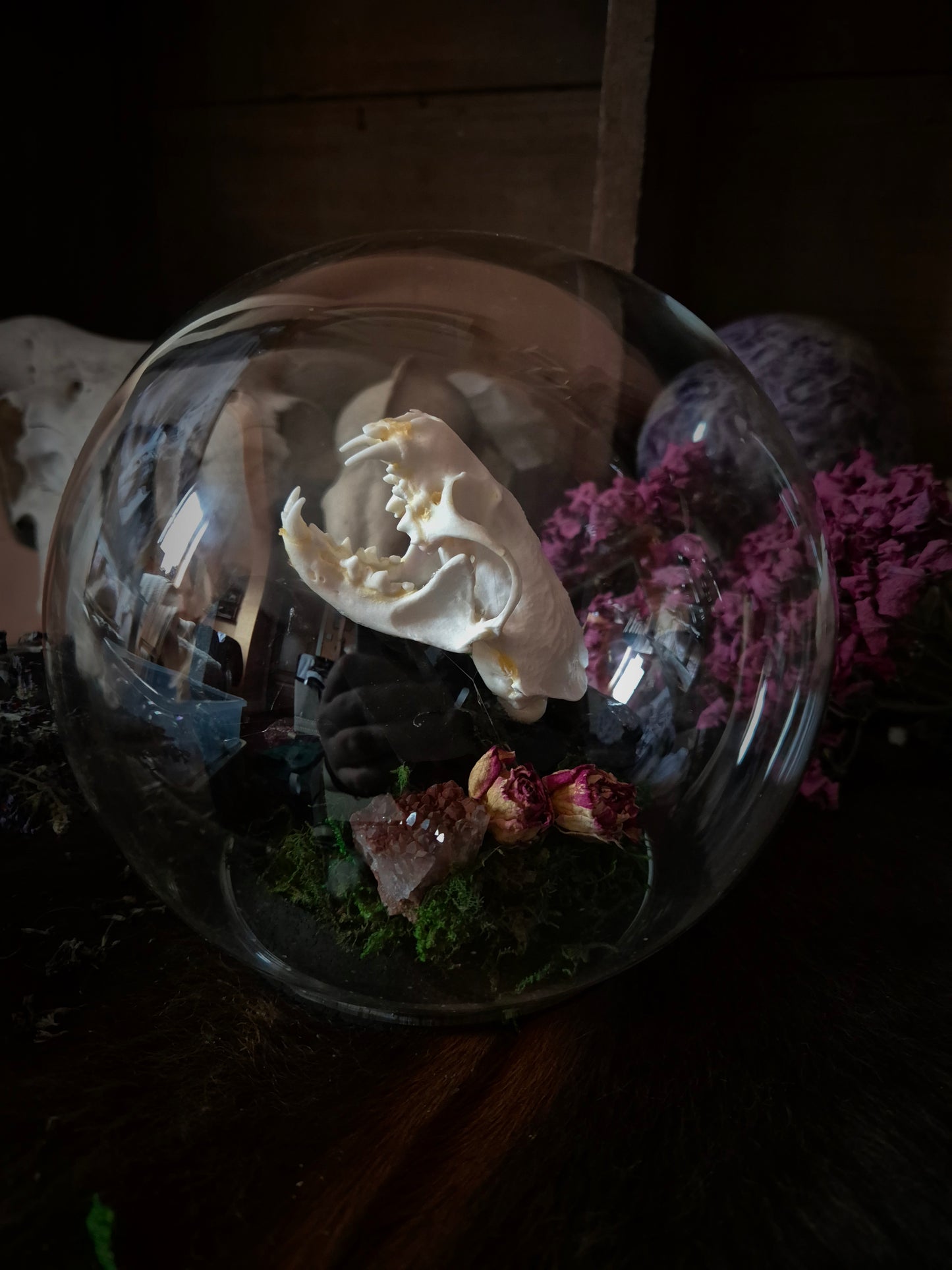 Stoat Skull Bubble Dome