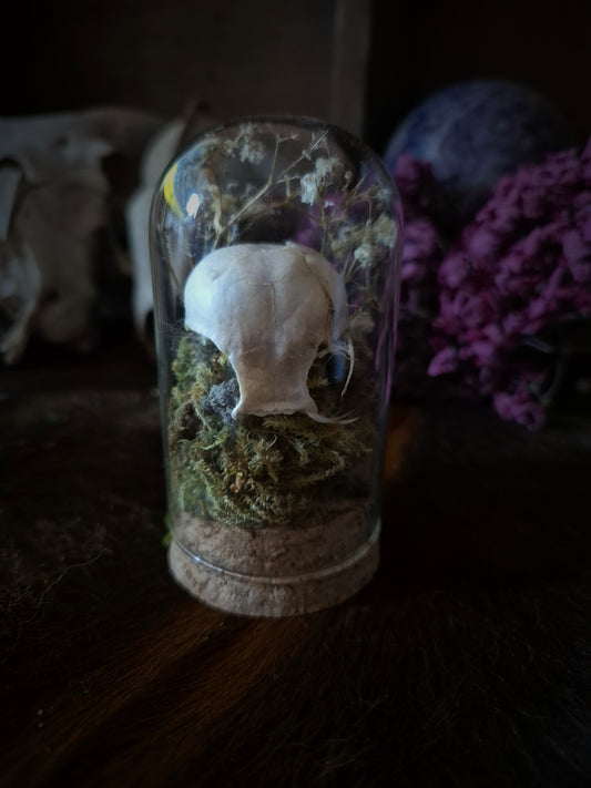 Partial Bird Skull Dome