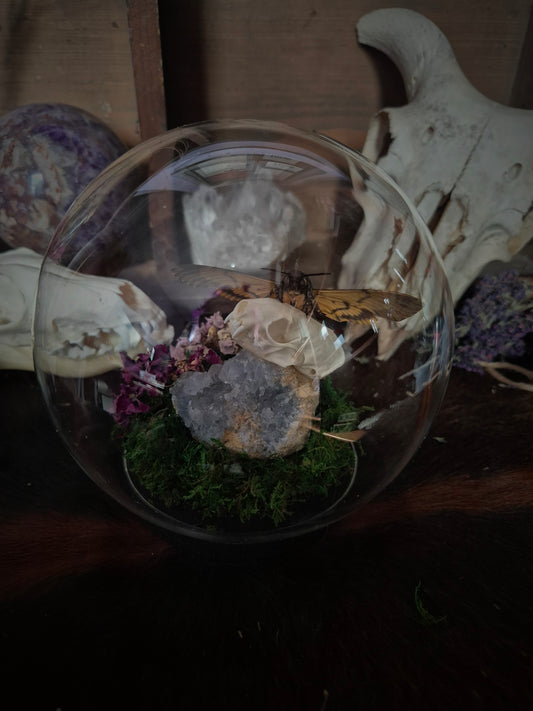 Stoat and Death Head Moth Dome