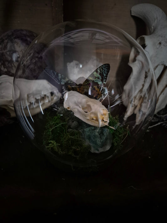 Stoat Skull and Butterfly Dome