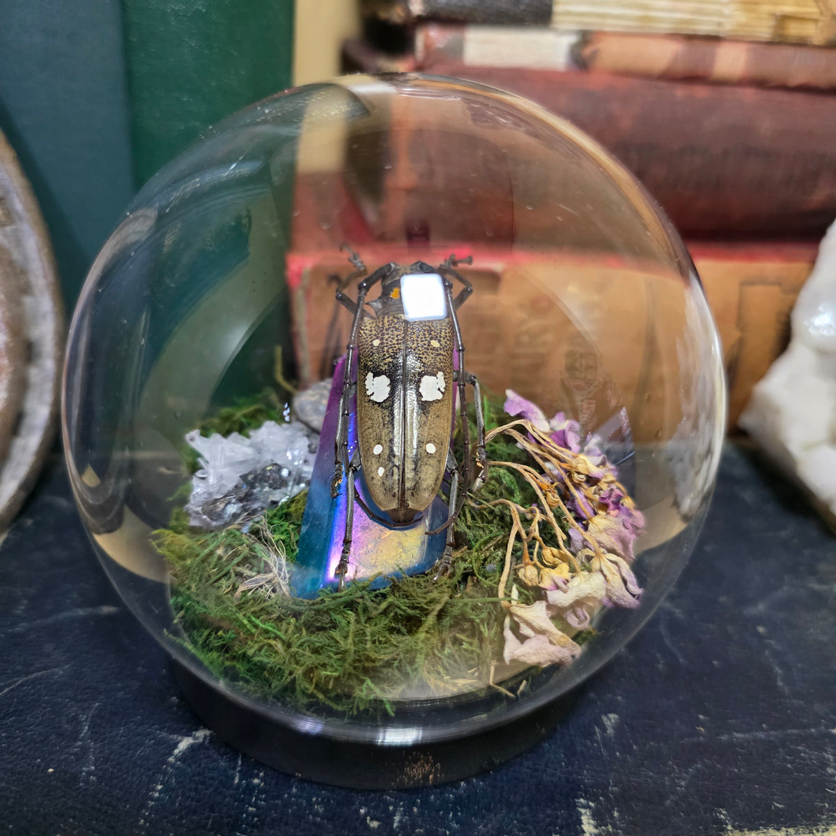 Longhorn Beetle bubble dome