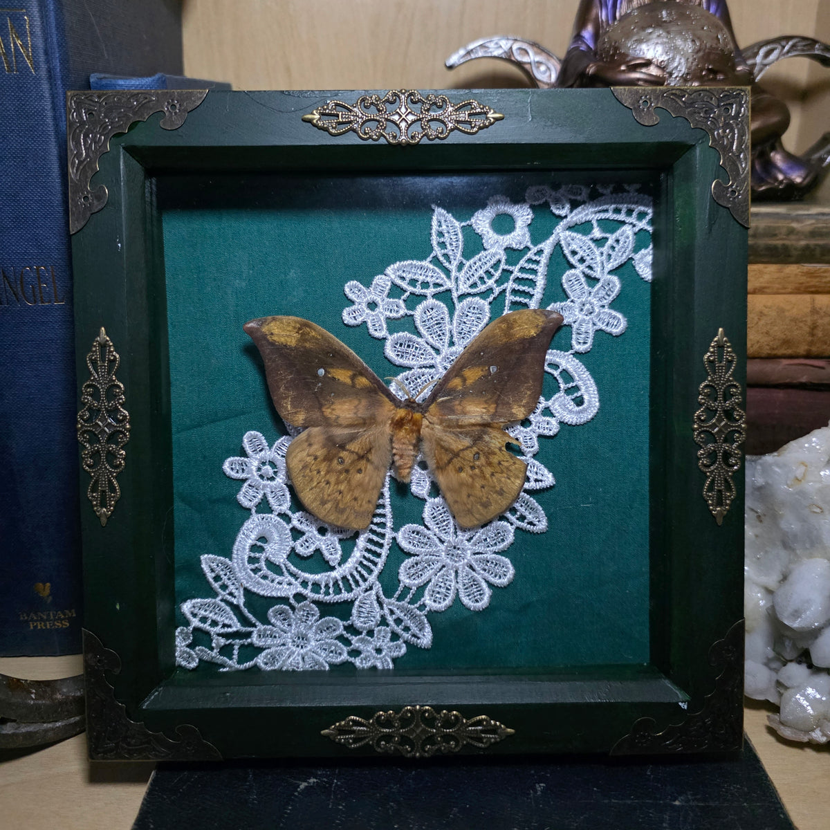 Eacles Perelope Silk Moth Deep Frame