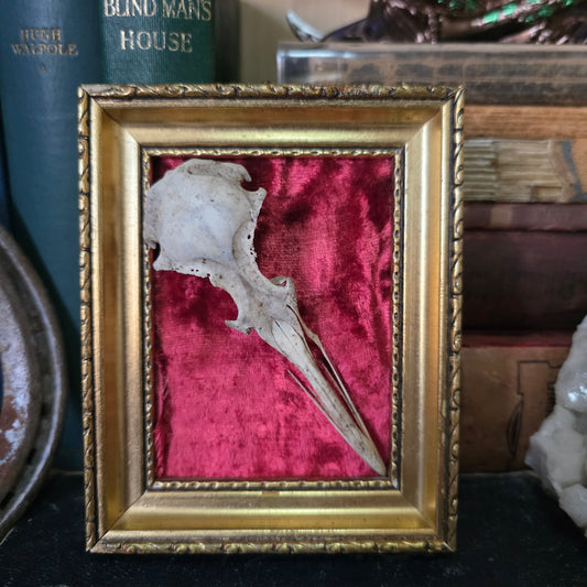 Gull Skull Frame