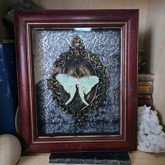 Luna Moth Frame