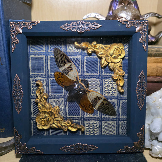 Cicada Deep Frame