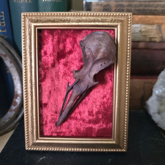 Gull Skull Frame