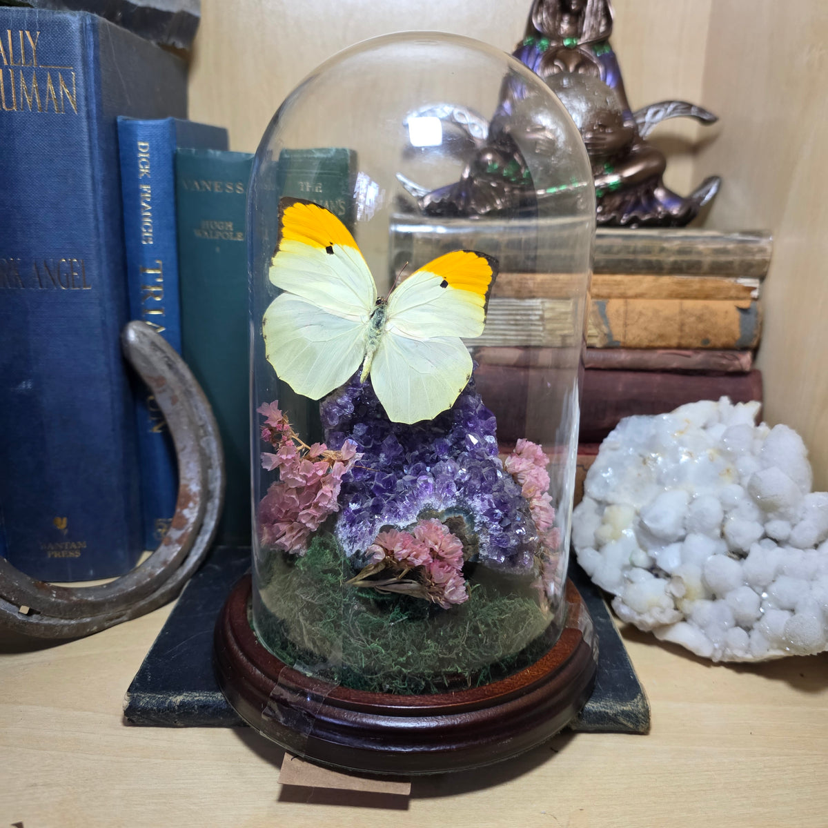 Orange Tip Dome