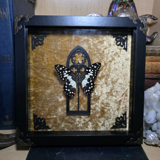 Lime Swallowtail Deep Frame