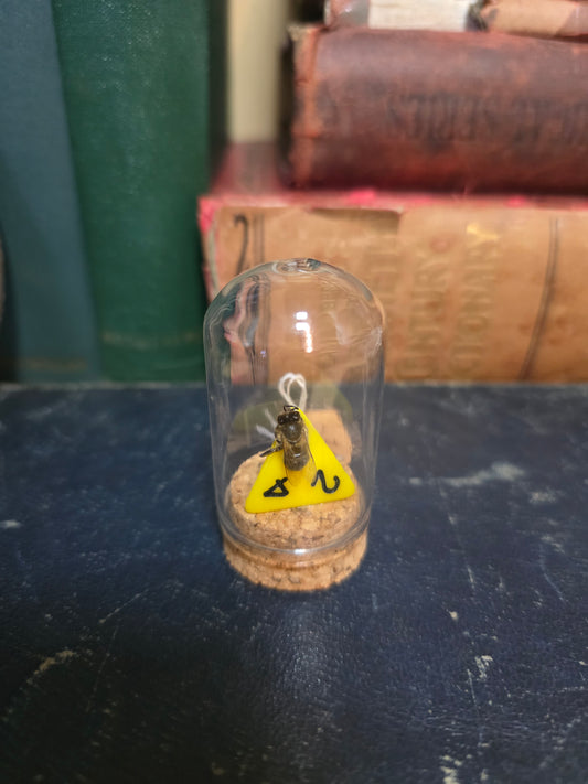 D&D Dice Bee Dome